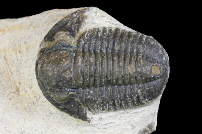 Bargain, Gerastos Trilobite Fossil - Foum Zguid, Morocco #146281